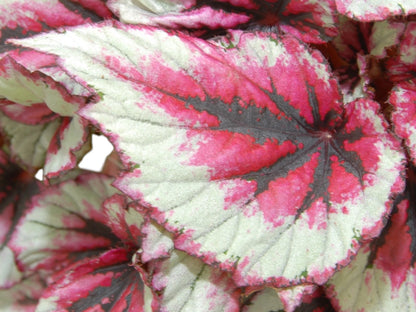 Begonia rex Evening Glow in vaso con foglie bronzo-rosa metallizzate in ambiente luminoso