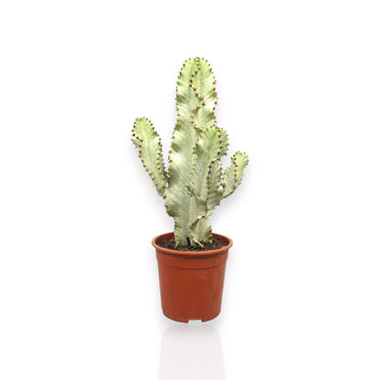 Euphorbia ingens variegata in vaso, cactus candelabro con variegature crema su fusti verdi