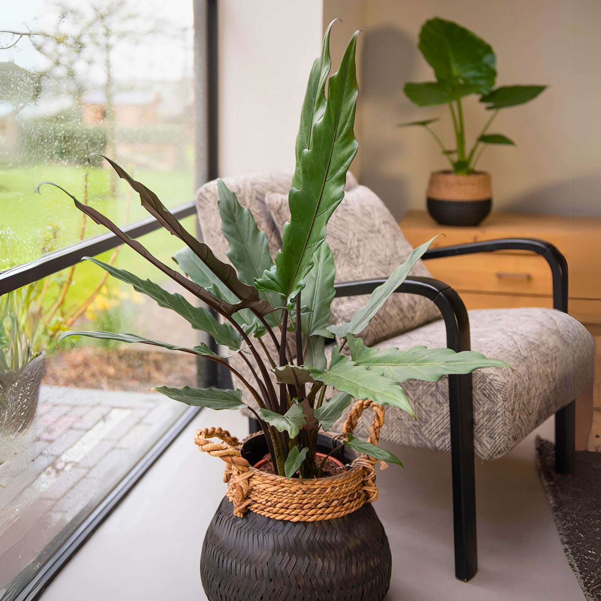 Alocasia lautebarchiana