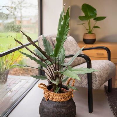 Alocasia lautebarchiana