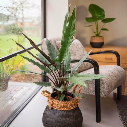 Alocasia lautebarchiana