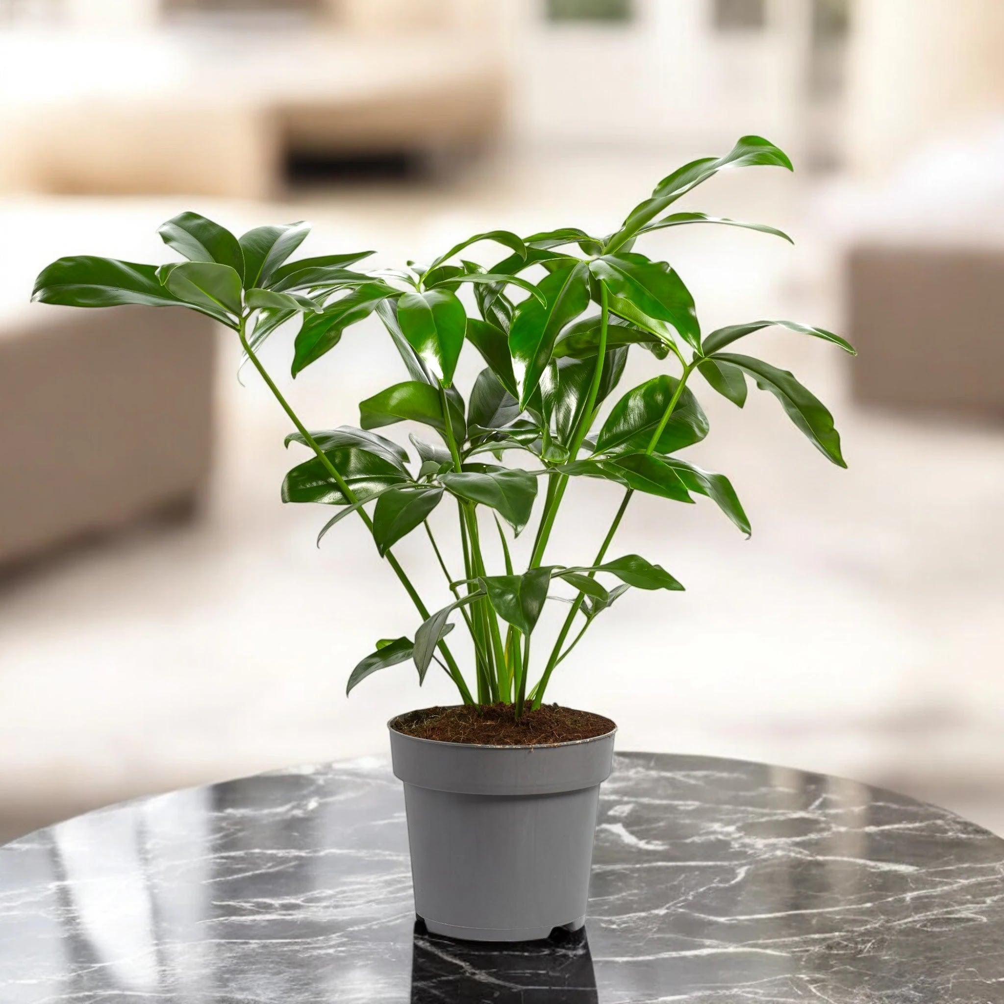 Philodendron 'Fun bun' Green wonder