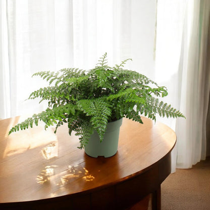 Dettaglio delle fronde pennate dell'Asplenium parvati con foglioline dalla superficie lucida
