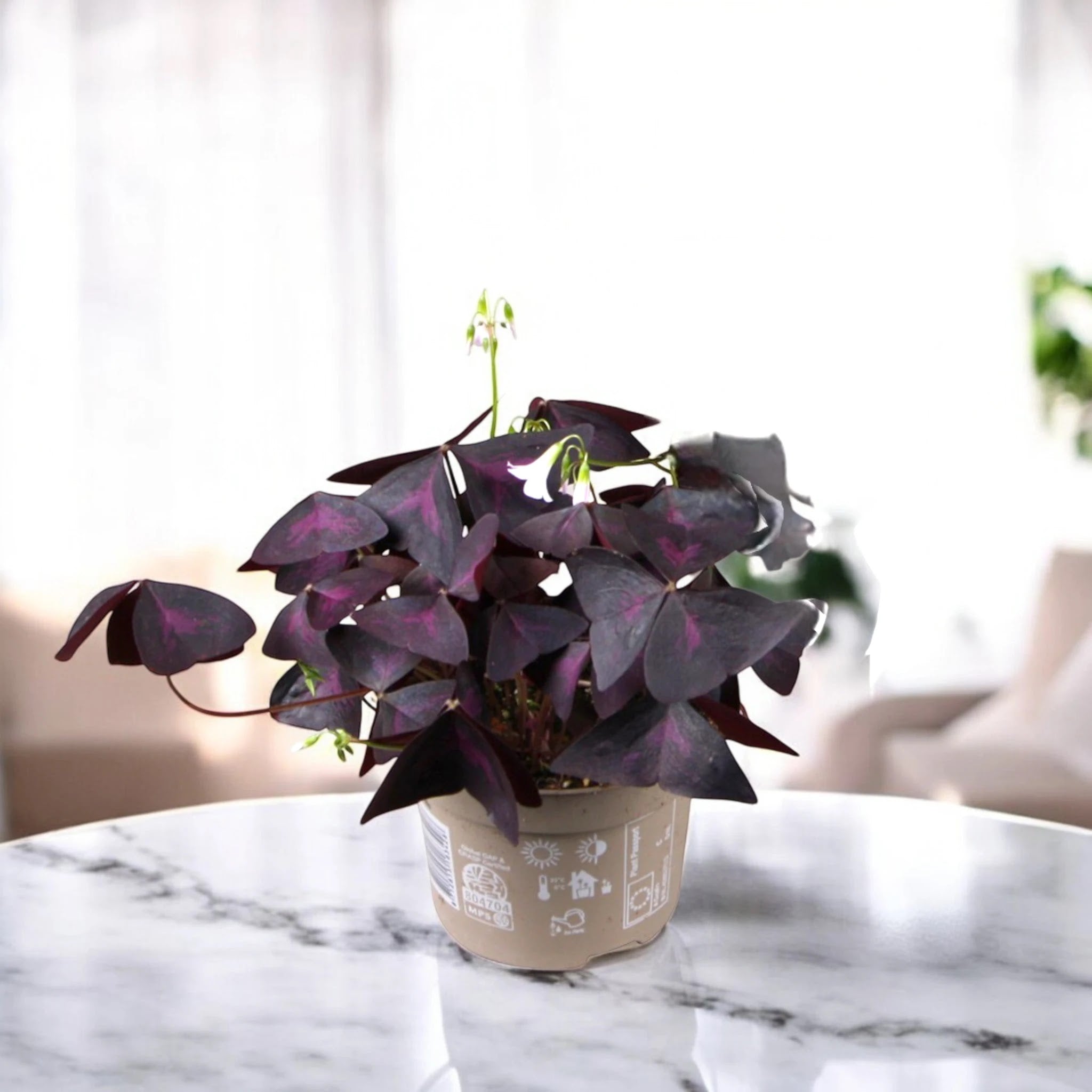 Oxalis triangularis