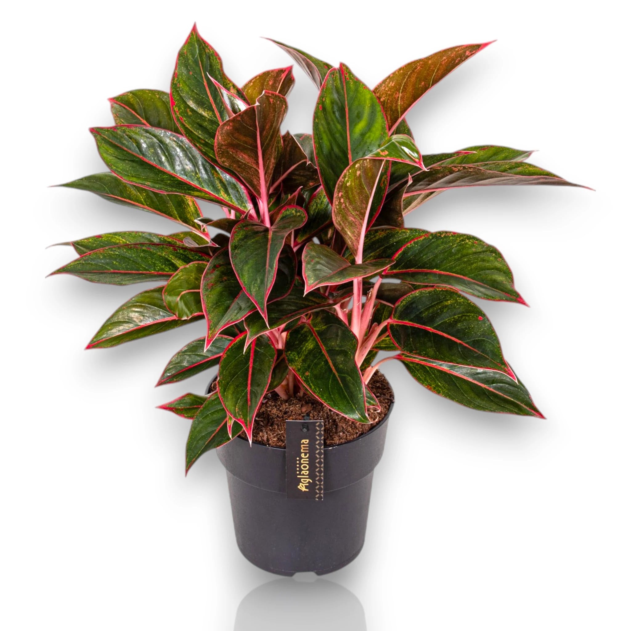 Aglaonema 'Jungle Red'