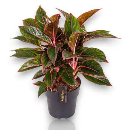 Aglaonema 'Jungle Red'