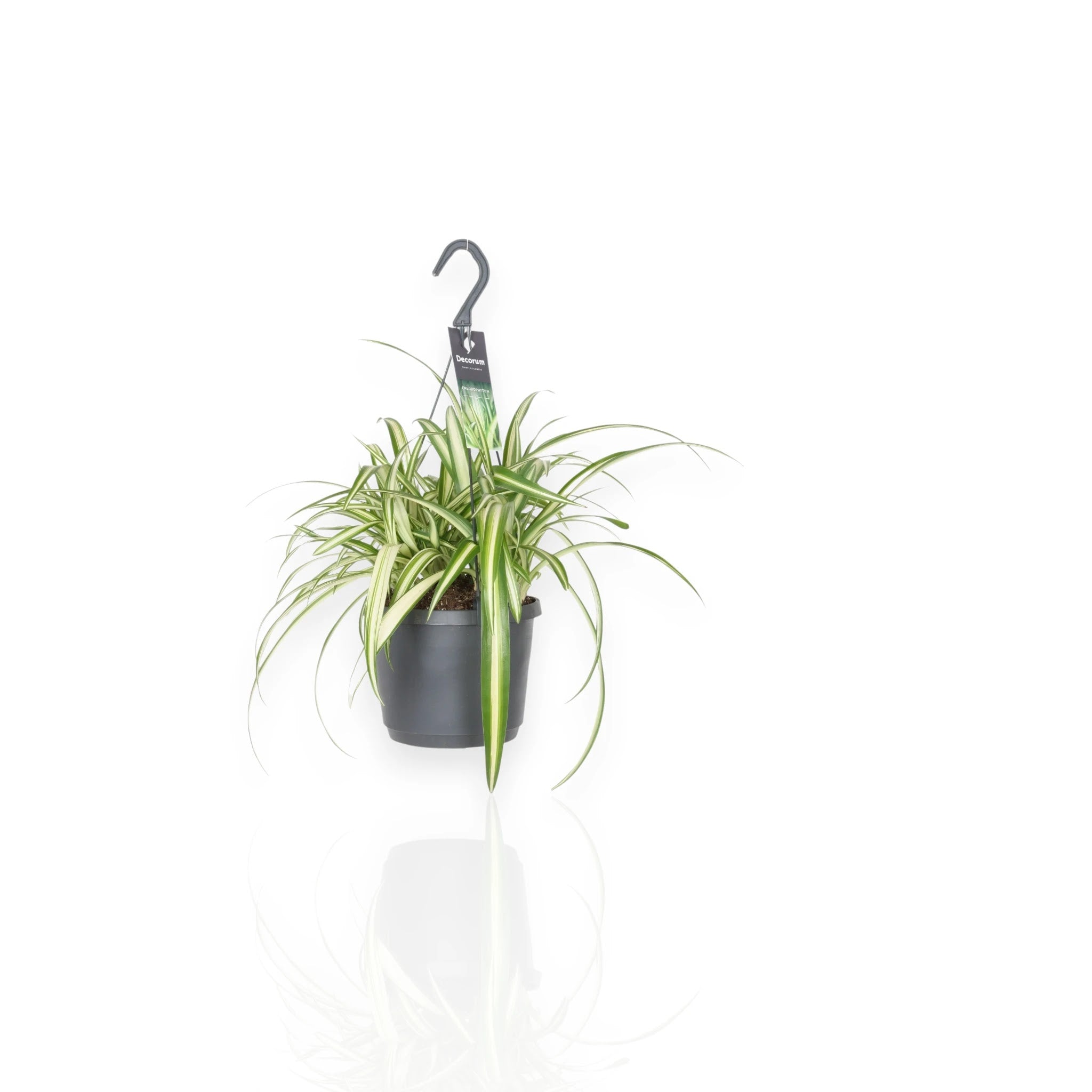 Chlorophytum comosum 'Variegatum'