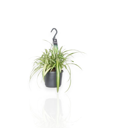 Chlorophytum comosum 'Variegatum'