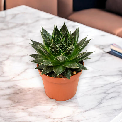 Aloe aristata 'Safari Ami'