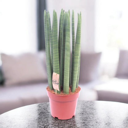Sansevieria cylindrica 'Straight'