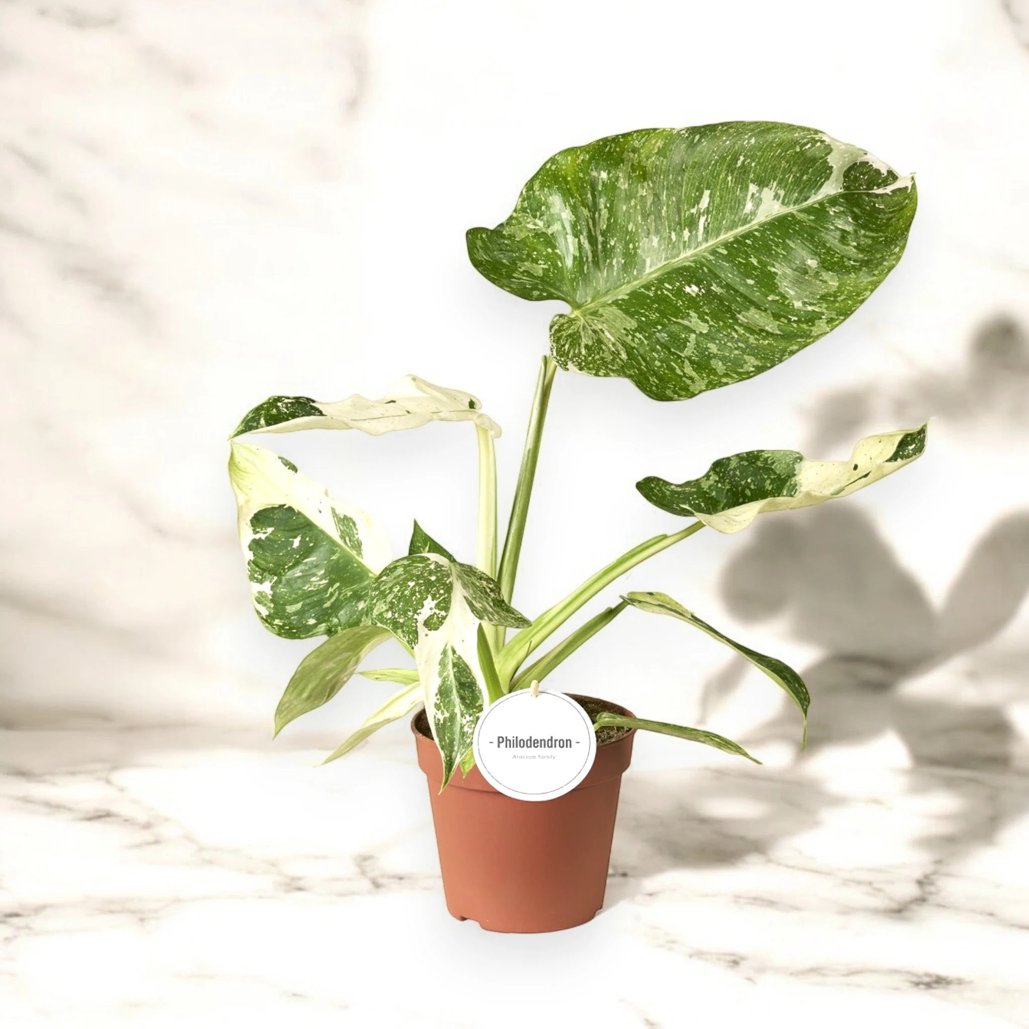 Philodendron 'Jose buono'