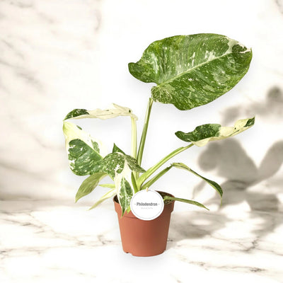 Philodendron 'Jose buono'
