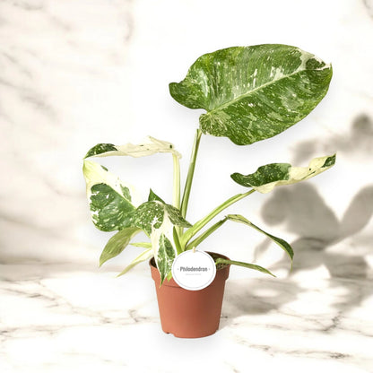 Philodendron 'Jose buono'