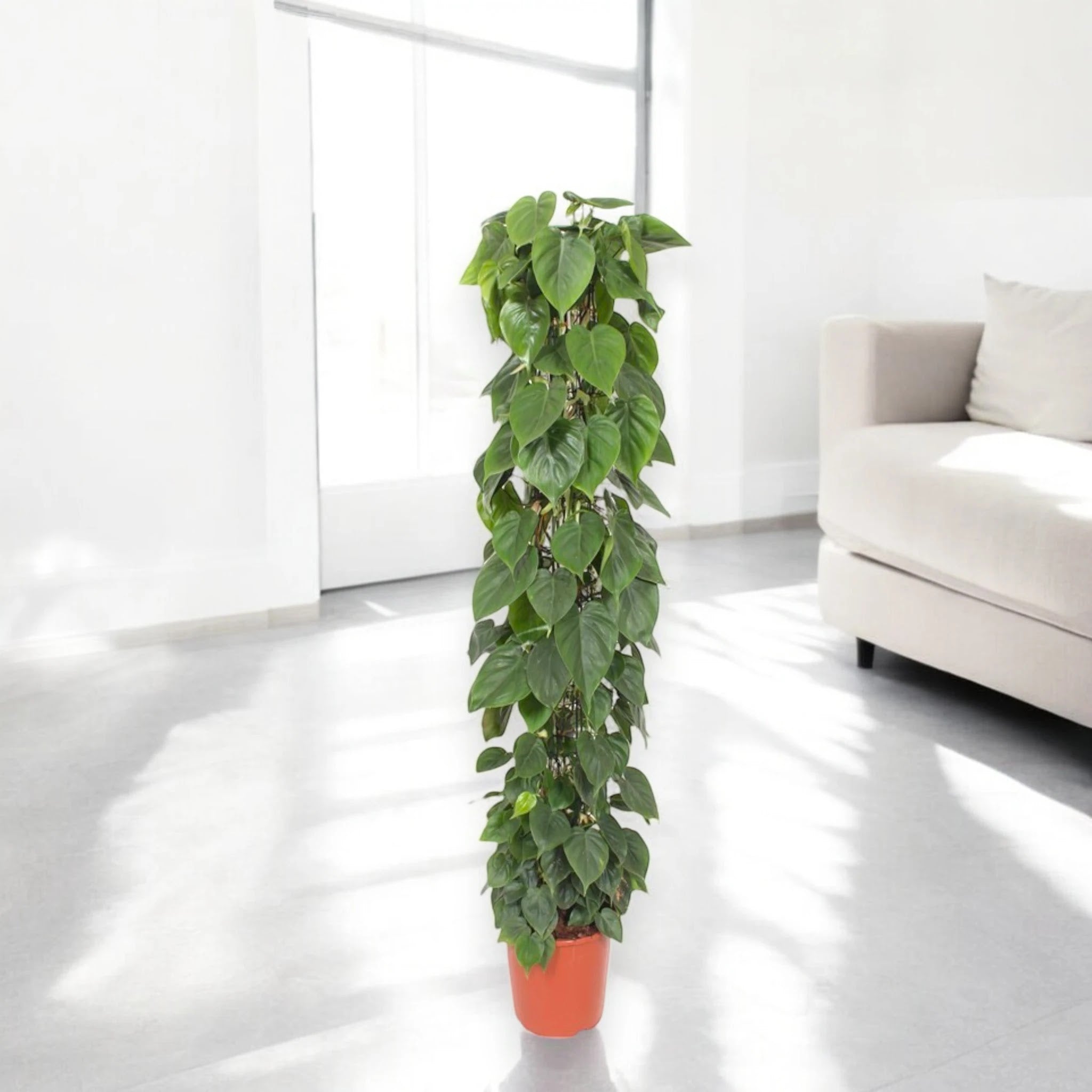 Philodendron scandens