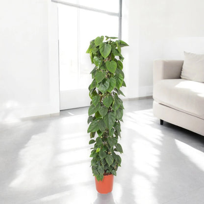 Philodendron scandens