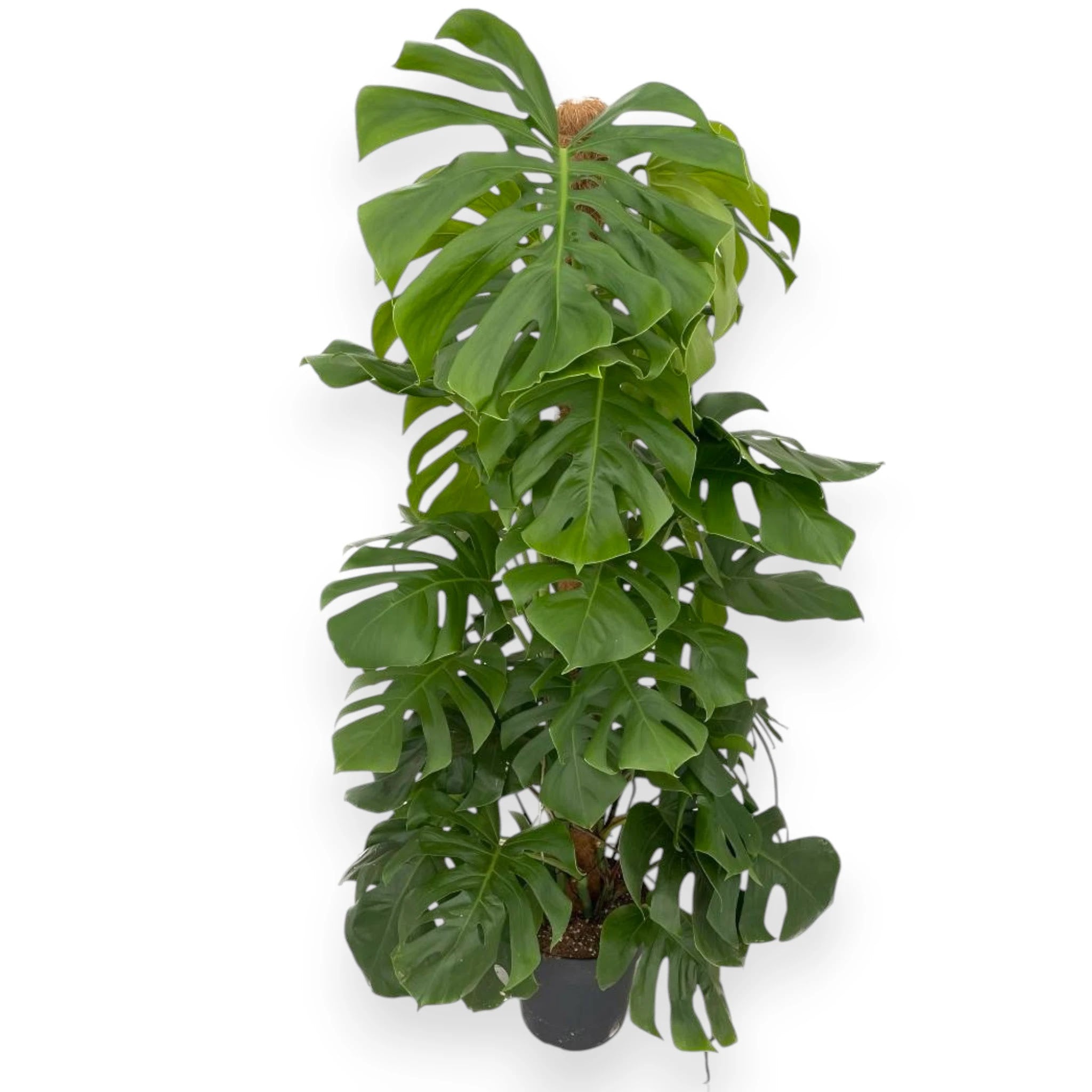 Monstera deliciosa