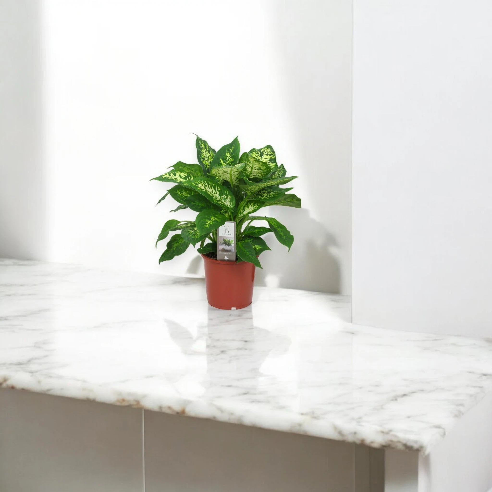 Dieffenbachia 'Compacta'