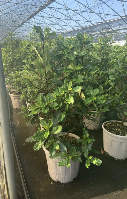 Dettaglio foglie marmorizzate Photinia serratifolia Crunchy con germogli rosso intenso