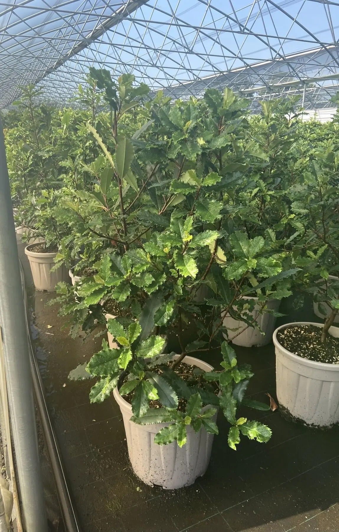Dettaglio foglie marmorizzate Photinia serratifolia Crunchy con germogli rosso intenso