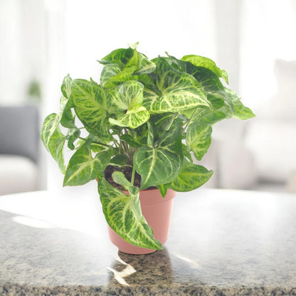 Syngonium 'Arrow'