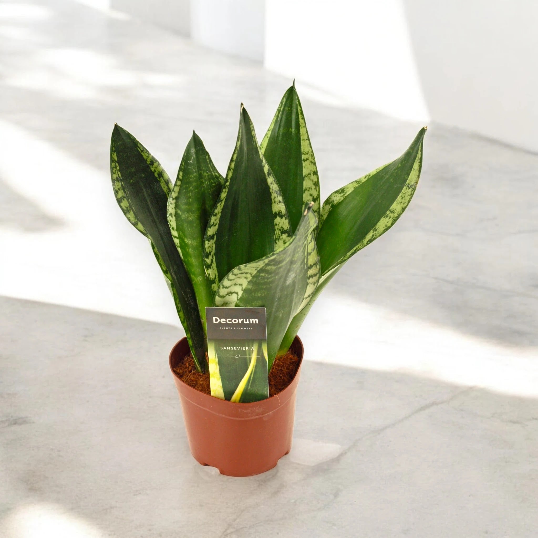 Sansevieria trifasciata 'Silver Flame'