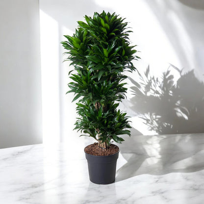 Dracaena fragrans 'Compacta'