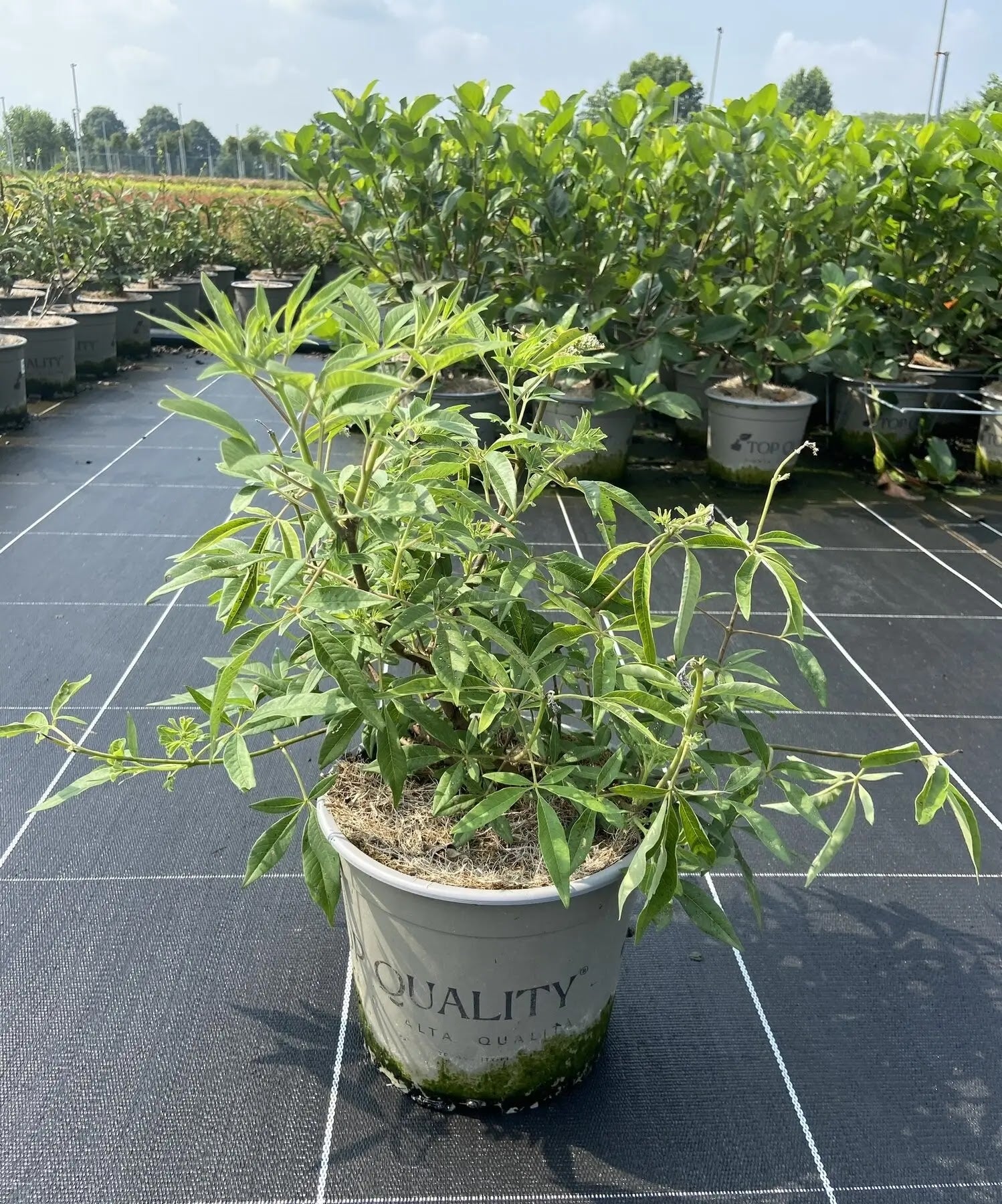 Vitex agnus-castus 'Galactic Pink'