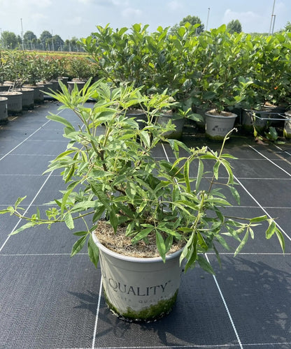 Vitex agnus-castus 'Galactic Pink'