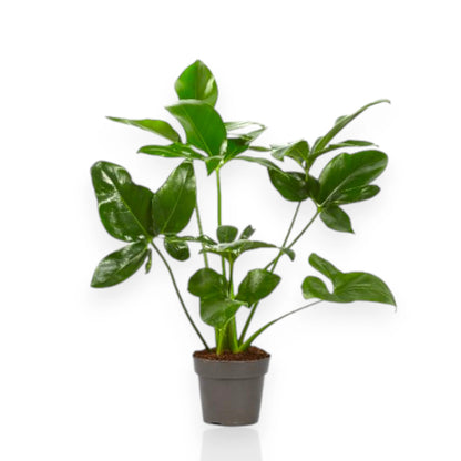 Philodendron 'Fun bun' Green wonder