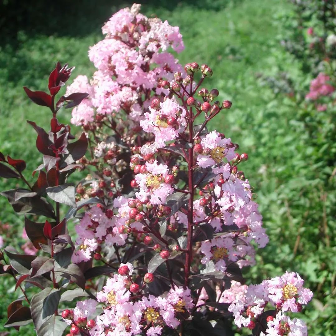 Lagerstroemia indica Rhapsody in Pink in giardino con pannocchie rosa e fogliame verde scuro