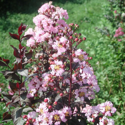 Lagerstroemia indica Rhapsody in Pink in giardino con pannocchie rosa e fogliame verde scuro
