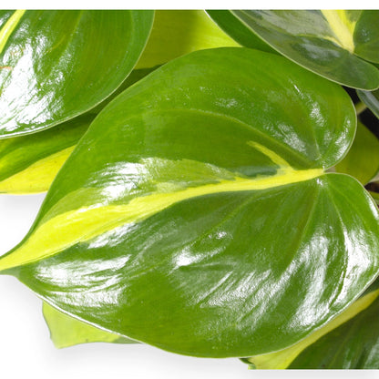 Philodendron scandens 'Brasil'