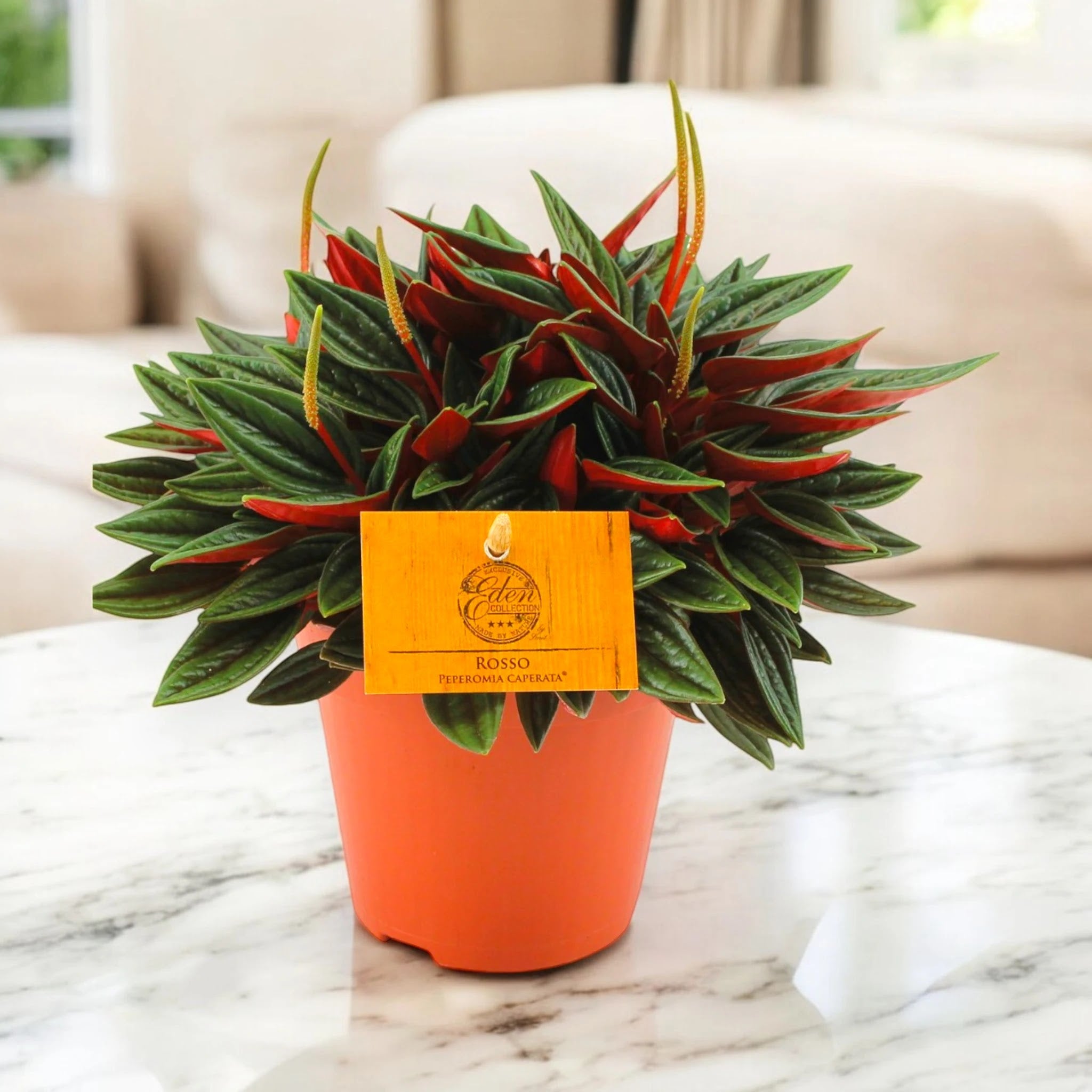 Peperomia caperata Rosso