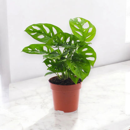 Monstera adansonii