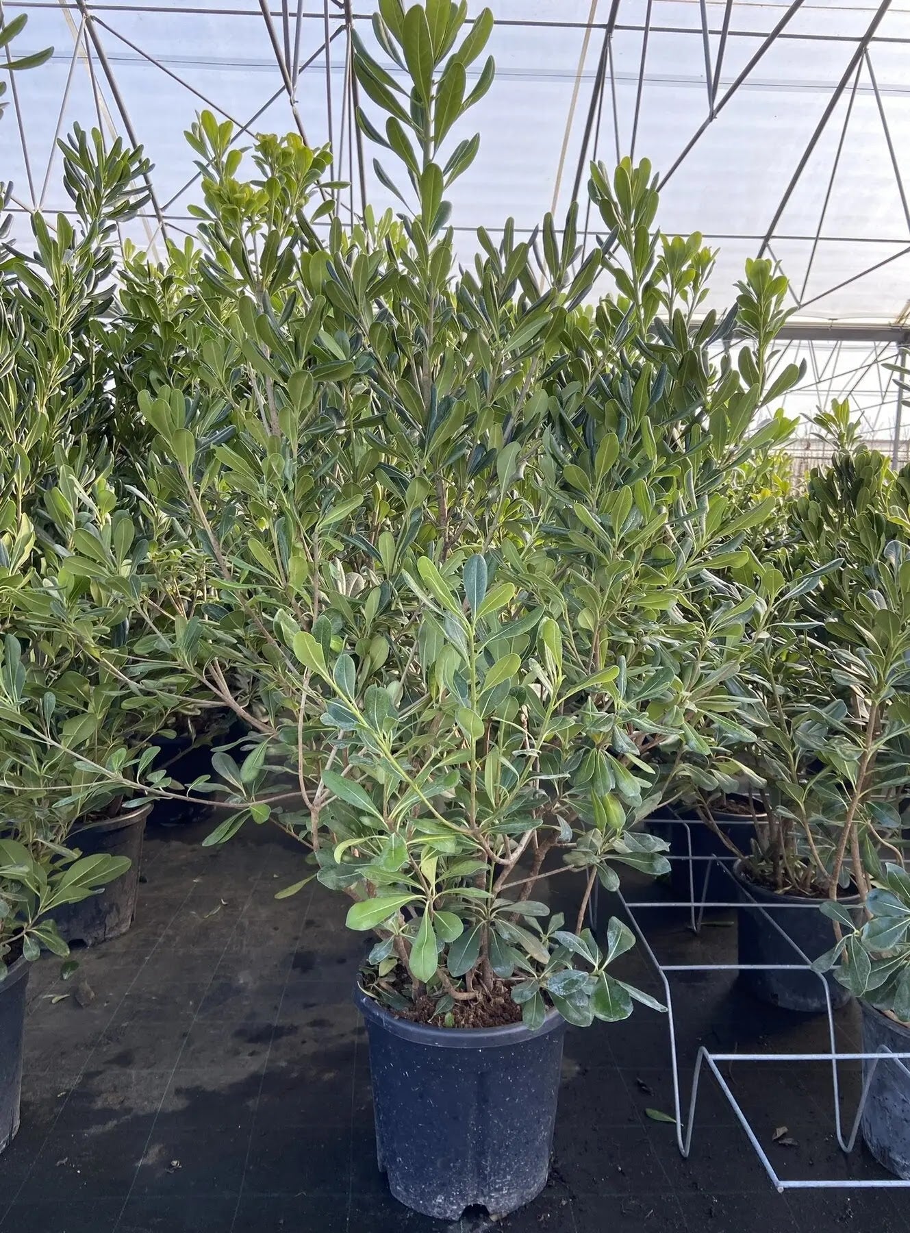 Dettaglio foglie variegate Pittosporum tobira con margini bianchi irregolari