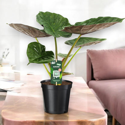 Alocasia 'Wentii'
