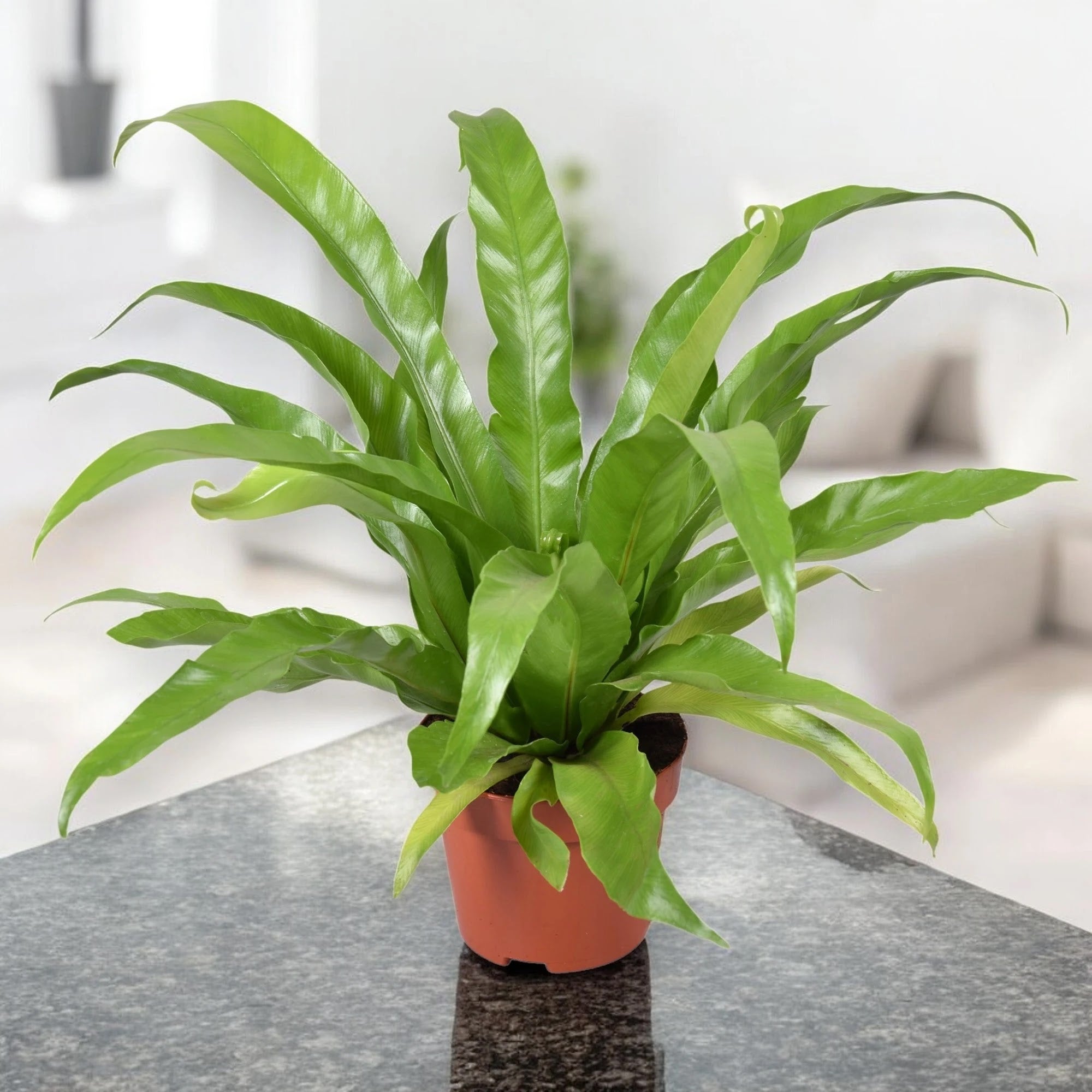 Asplenium antiquum
