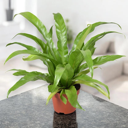 Asplenium antiquum