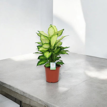 Dieffenbachia 'Summer style'
