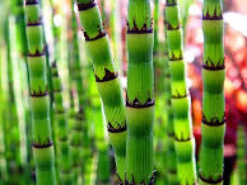 Dettaglio dei fusti scanalati e articolati dell'Equisetum hyemale