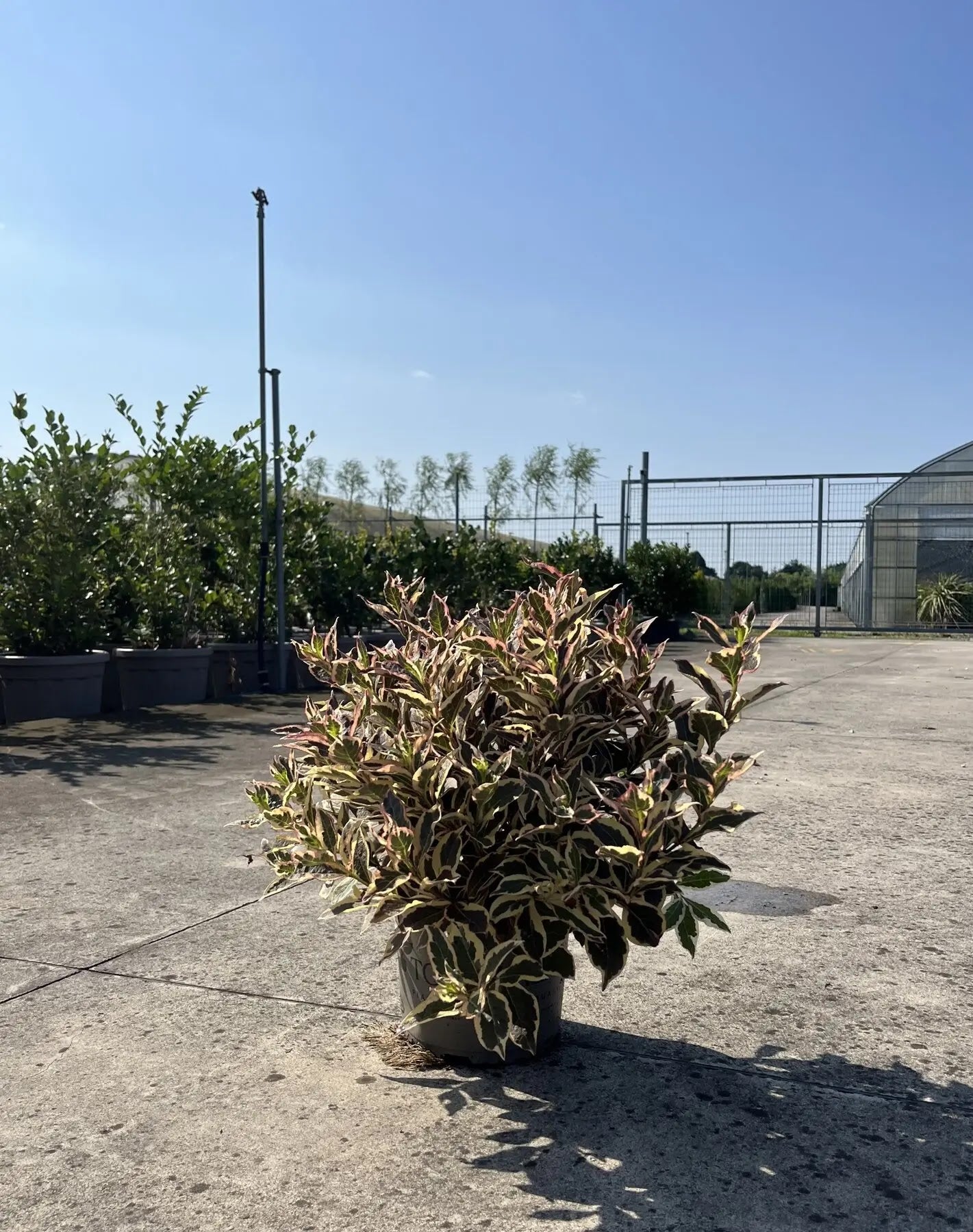 Dettaglio foglie variegate Weigela Monet con sfumature verdi, crema e rosate