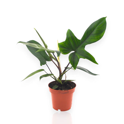 Philodendron Florida Green con foglie lobate verdi in vaso da interno