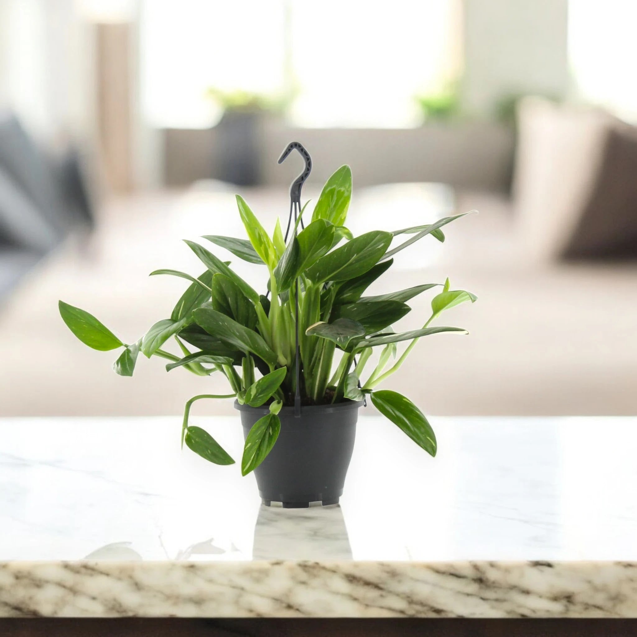 Philodendron 'Cobra'