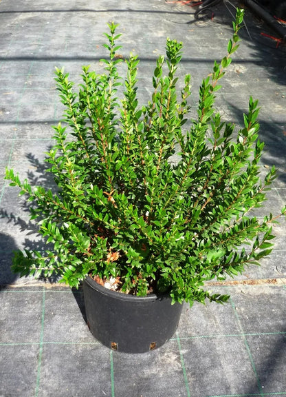 Myrtus communis arbusto sempreverde con fogliame lucido verde scuro in giardino mediterraneo