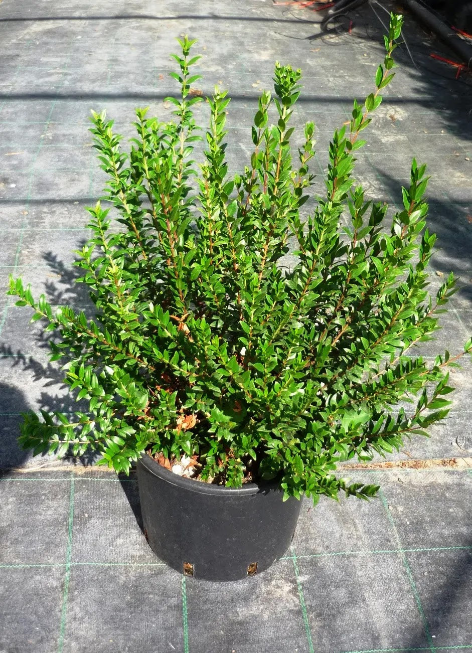 Myrtus communis arbusto sempreverde con fogliame lucido verde scuro in giardino mediterraneo