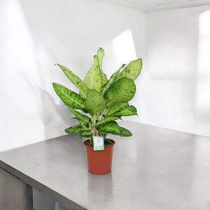 Dieffenbachia 'White Amazon'
