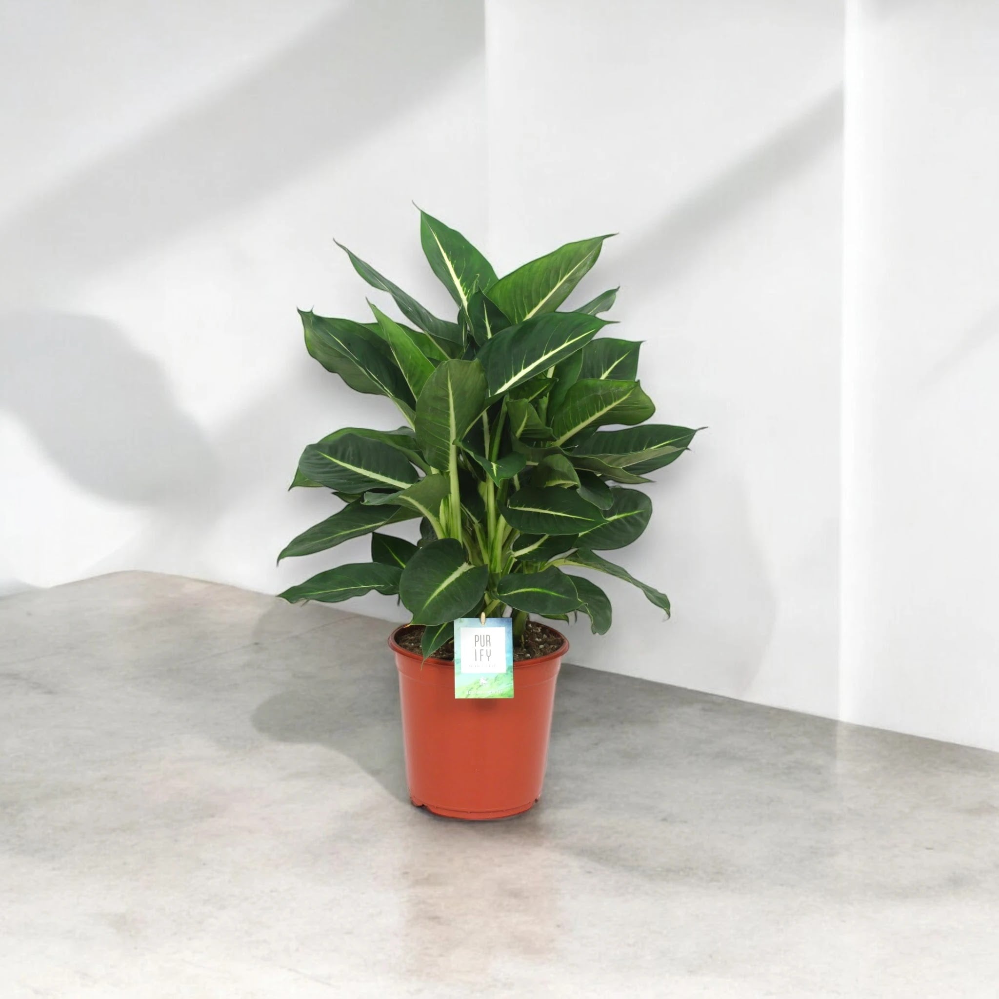 Dettaglio foglia Dieffenbachia Green Magic con variegature verdi caratteristiche
