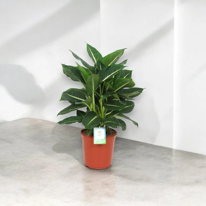 Dettaglio foglia Dieffenbachia Green Magic con variegature verdi caratteristiche