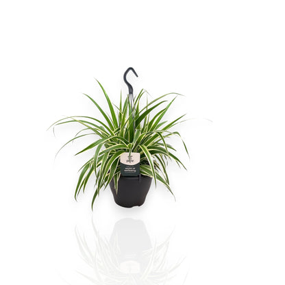 Chlorophytum comosum Vittatum in vaso con foglie verdi striate di bianco e stoloni pendenti
