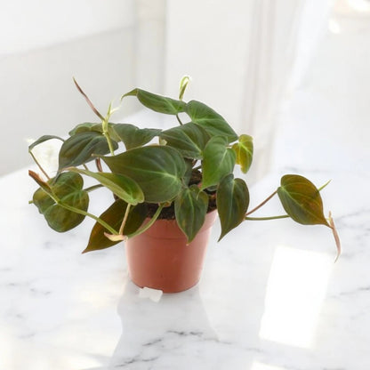 Philodendron scandens